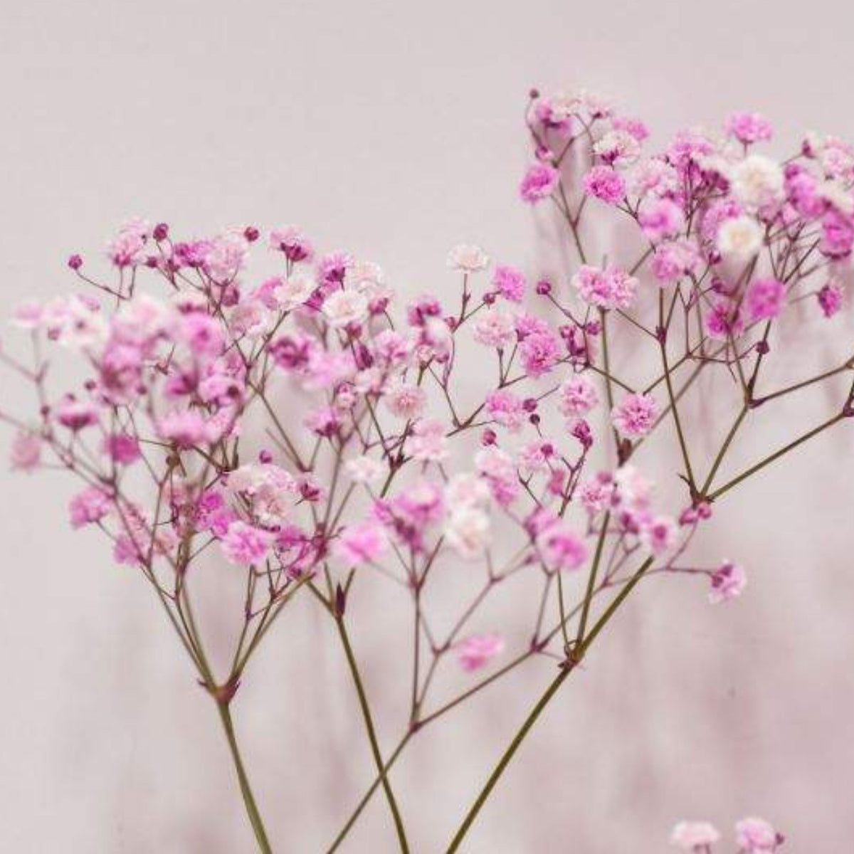 Light Pink Common Baby's Breath Seeds - Delicate Blooms, 30 seeds