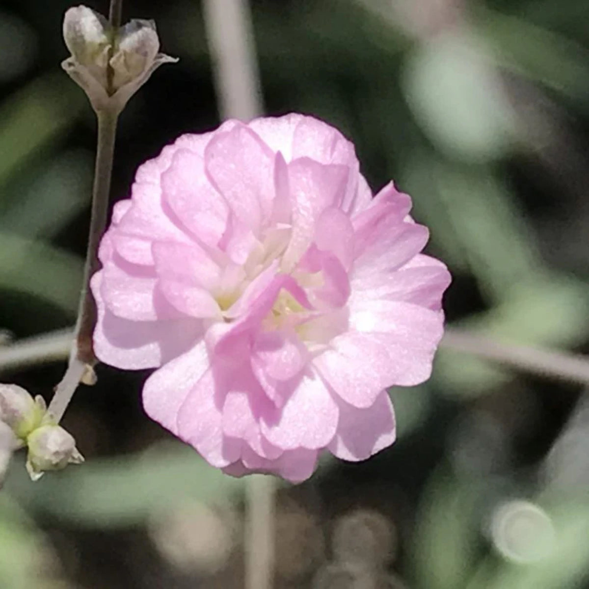 30s| Light Pink Common Baby's Breath Seeds - Gypsophila paniculataBaby’s Breath Seeds – Heirloom, Non-GMO, Delicate Blooms, Wedding Flowers, Easy to Grow Annual, Perfect for Flower Arrangements, Bouquets, Borders, and Pollinator Gardens#8011