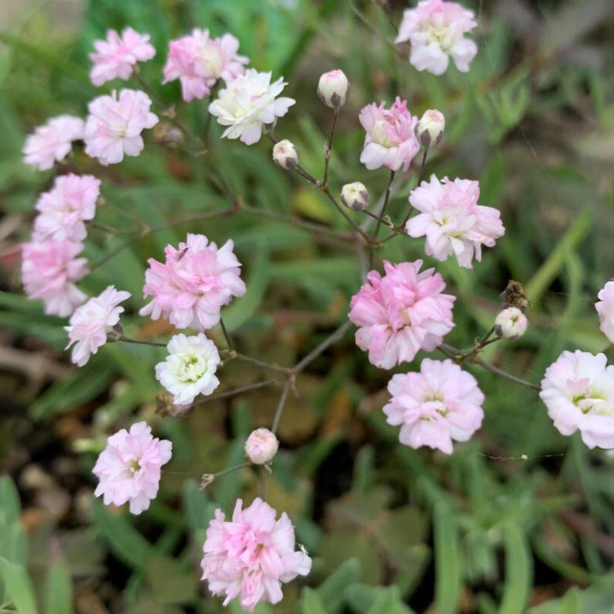30s| Light Pink Common Baby's Breath Seeds - Gypsophila paniculataBaby’s Breath Seeds – Heirloom, Non-GMO, Delicate Blooms, Wedding Flowers, Easy to Grow Annual, Perfect for Flower Arrangements, Bouquets, Borders, and Pollinator Gardens#8011