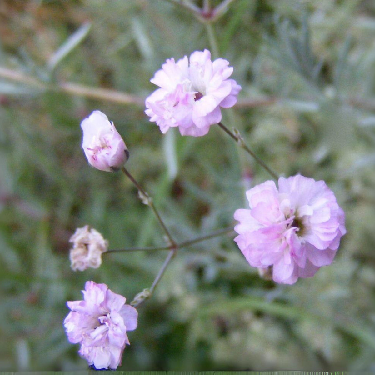 Light Pink Common Baby's Breath Seeds - Delicate Blooms, 30 seeds