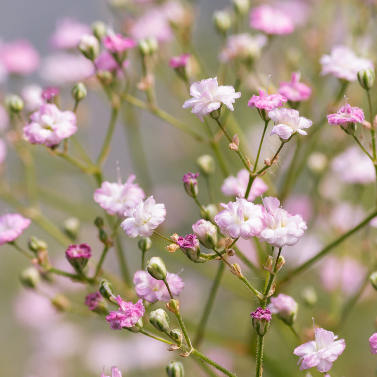 Light Pink Common Baby's Breath Seeds - Delicate Blooms, 30 seeds