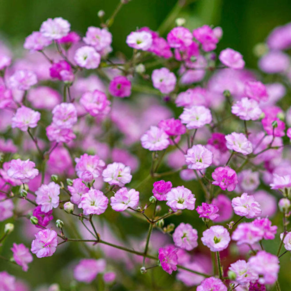 30s| Light Pink Common Baby's Breath Seeds - Gypsophila paniculataBaby’s Breath Seeds – Heirloom, Non-GMO, Delicate Blooms, Wedding Flowers, Easy to Grow Annual, Perfect for Flower Arrangements, Bouquets, Borders, and Pollinator Gardens#8011