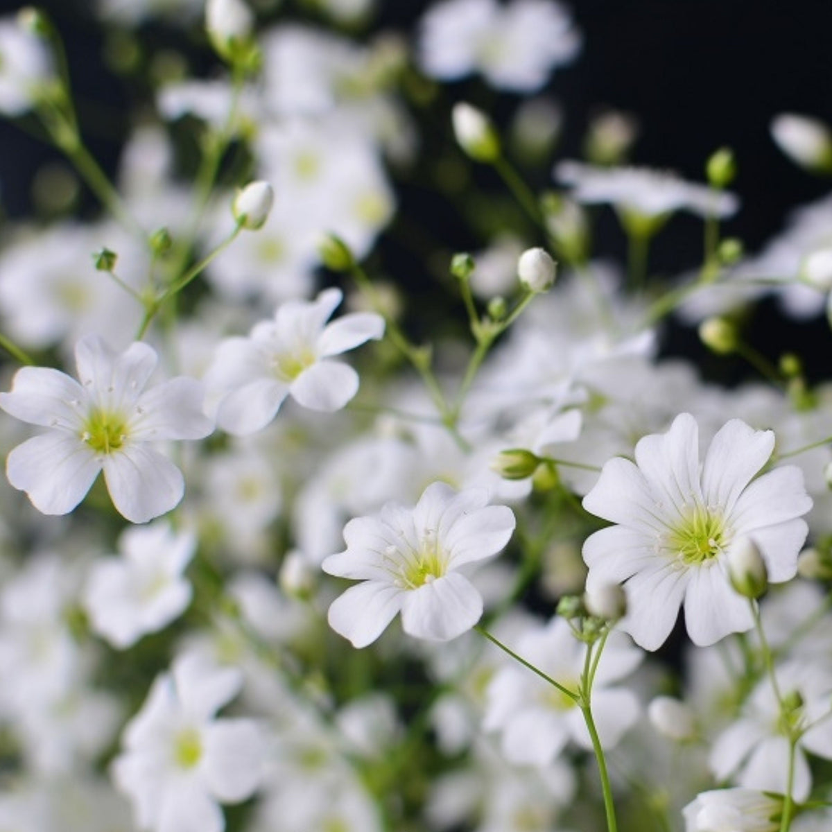 White Common Baby's Breath Seeds - Delicate Blooms, 30 seeds