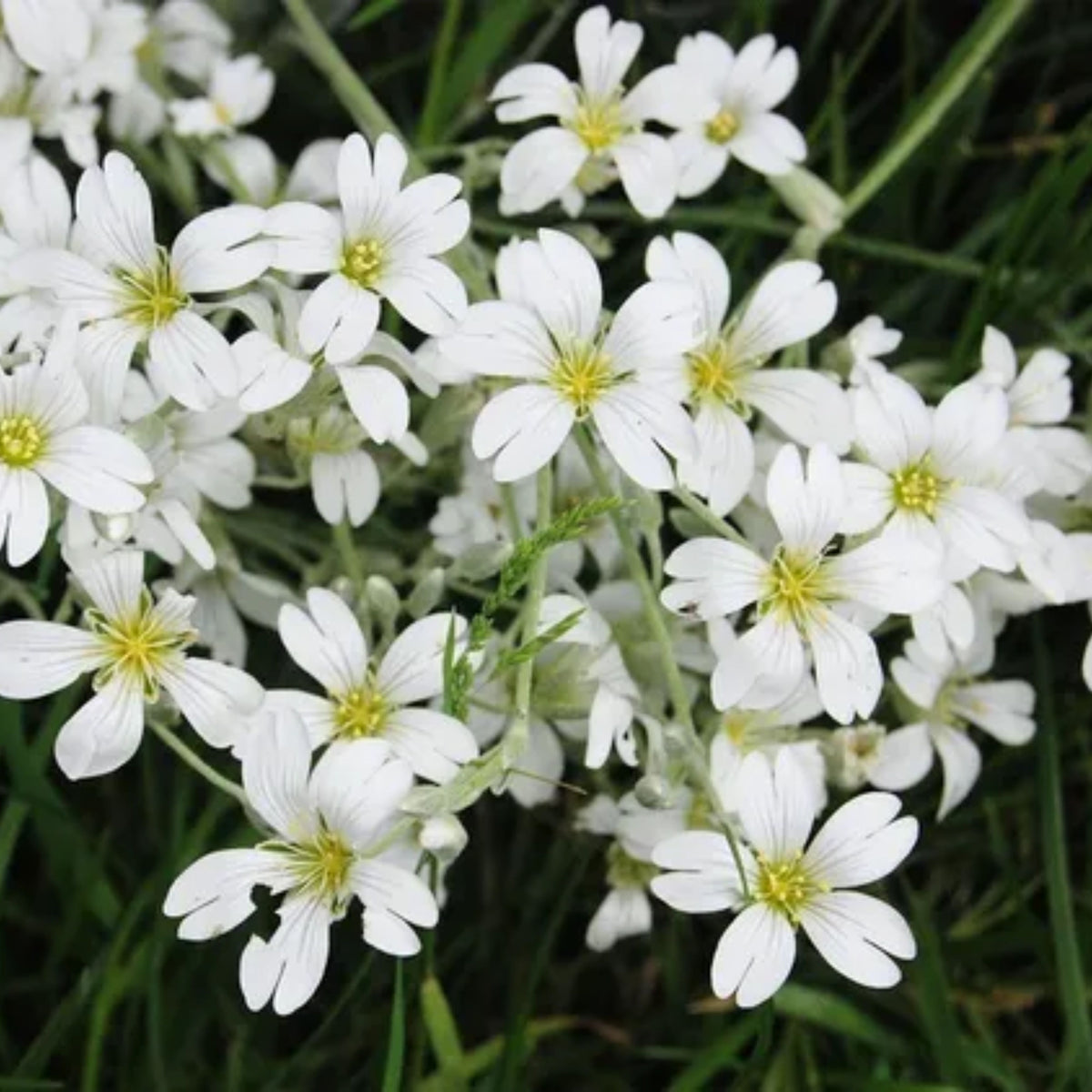 White Common Baby's Breath Seeds - Delicate Blooms, 30 seeds
