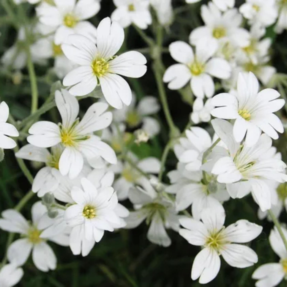 White Common Baby's Breath Seeds - Delicate Blooms, 30 seeds