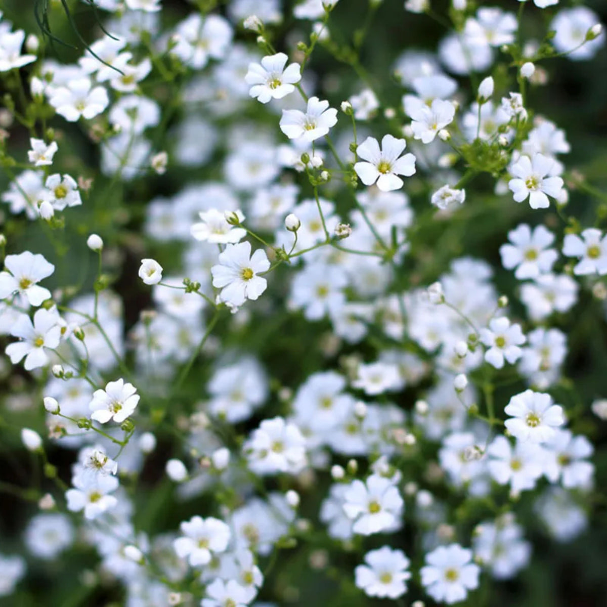 30s| White Common Baby's Breath - Gypsophila paniculata SeedsBaby’s Breath Seeds – Heirloom, Non-GMO, Delicate Blooms, Wedding Flowers, Easy to Grow Annual, Perfect for Flower Arrangements, Bouquets, Borders, and Pollinator Gardens#8012