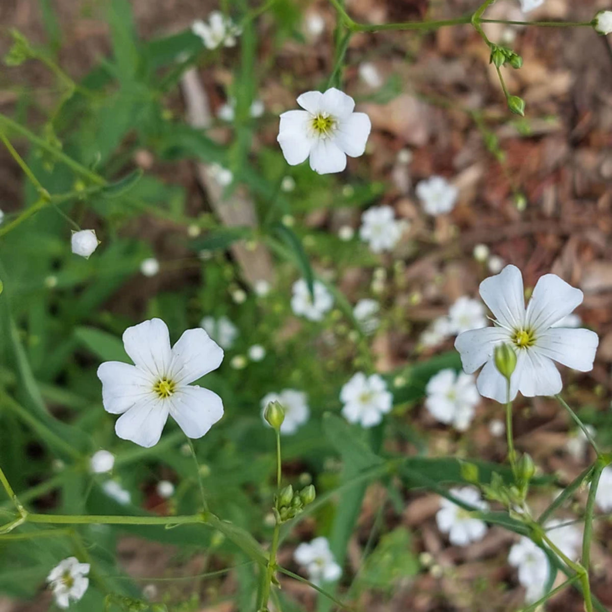 30s| White Common Baby's Breath - Gypsophila paniculata SeedsBaby’s Breath Seeds – Heirloom, Non-GMO, Delicate Blooms, Wedding Flowers, Easy to Grow Annual, Perfect for Flower Arrangements, Bouquets, Borders, and Pollinator Gardens#8012