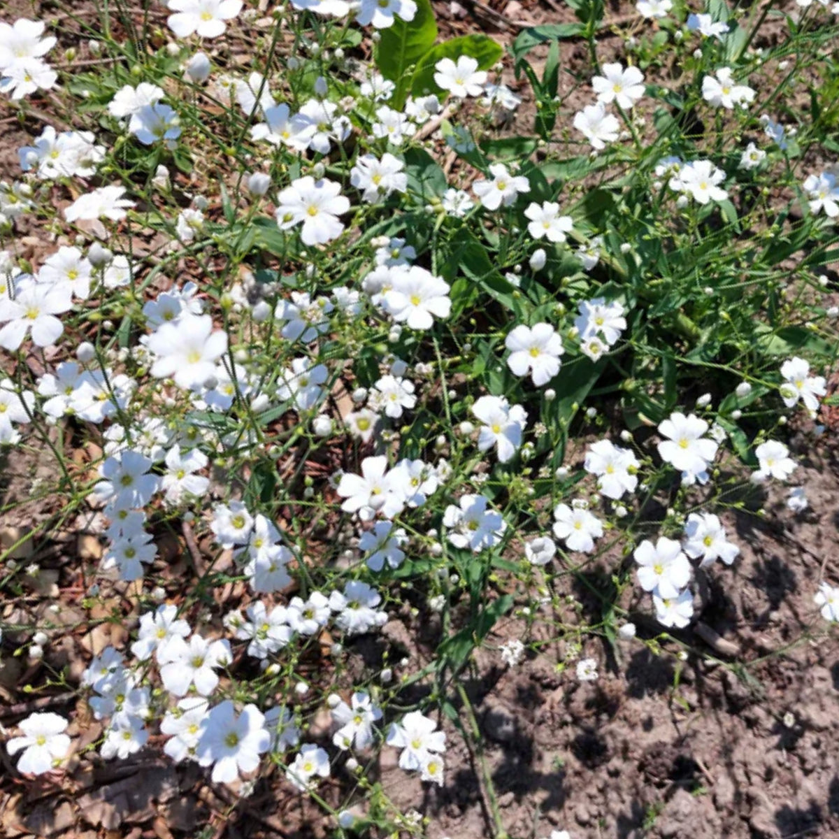 White Common Baby's Breath Seeds - Delicate Blooms, 30 seeds