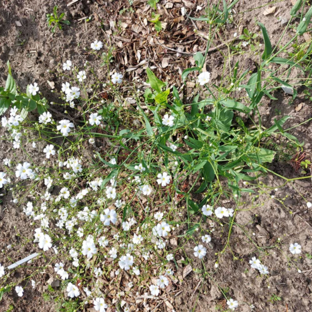 White Common Baby's Breath Seeds - Delicate Blooms, 30 seeds