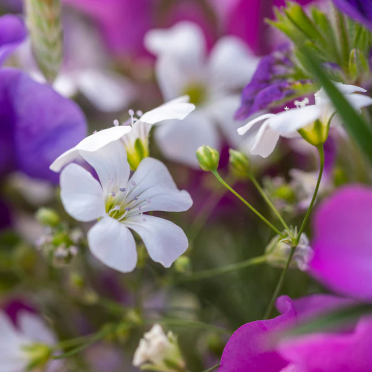 30s| White Common Baby's Breath - Gypsophila paniculata SeedsBaby’s Breath Seeds – Heirloom, Non-GMO, Delicate Blooms, Wedding Flowers, Easy to Grow Annual, Perfect for Flower Arrangements, Bouquets, Borders, and Pollinator Gardens#8012