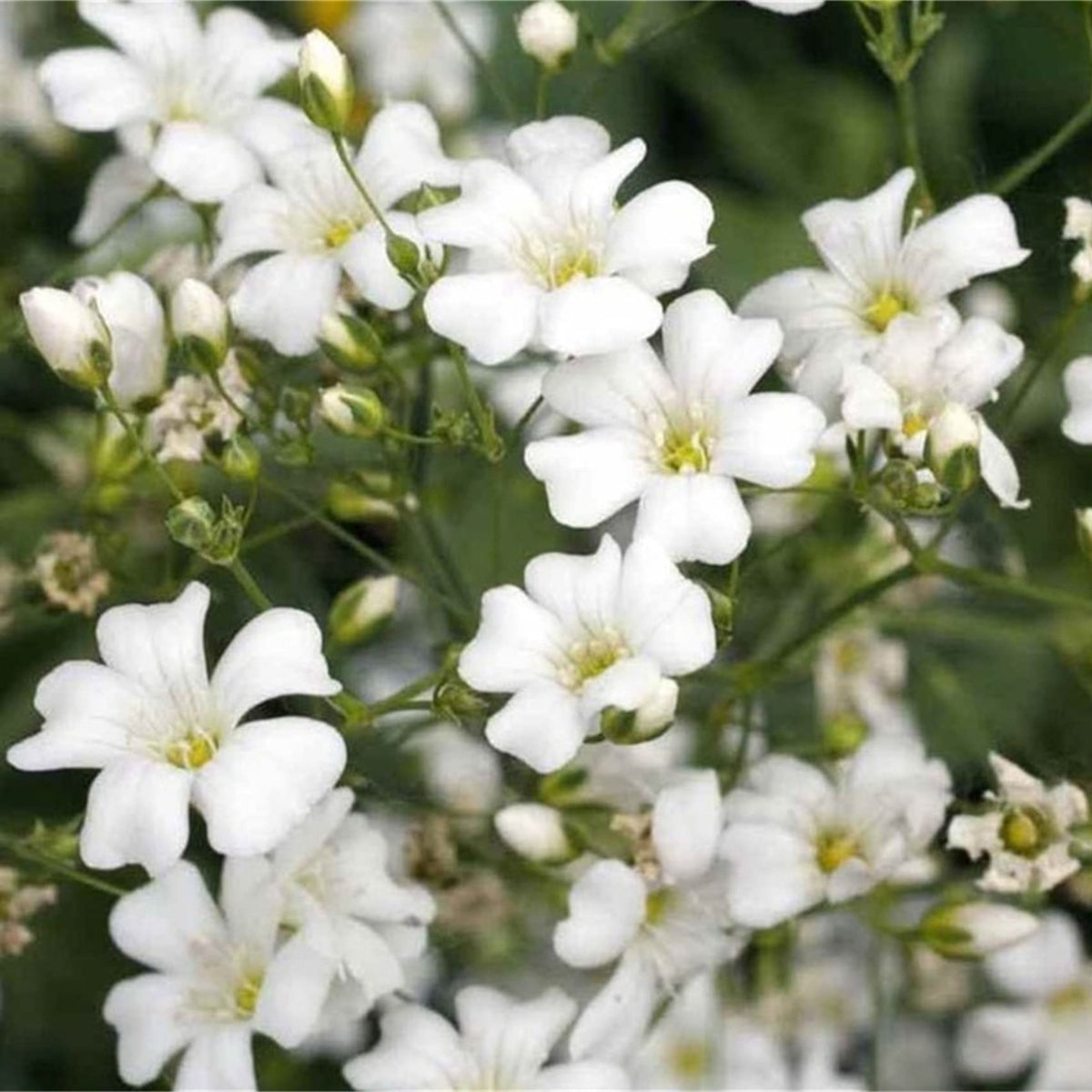 30s| White Common Baby's Breath - Gypsophila paniculata SeedsBaby’s Breath Seeds – Heirloom, Non-GMO, Delicate Blooms, Wedding Flowers, Easy to Grow Annual, Perfect for Flower Arrangements, Bouquets, Borders, and Pollinator Gardens#8012