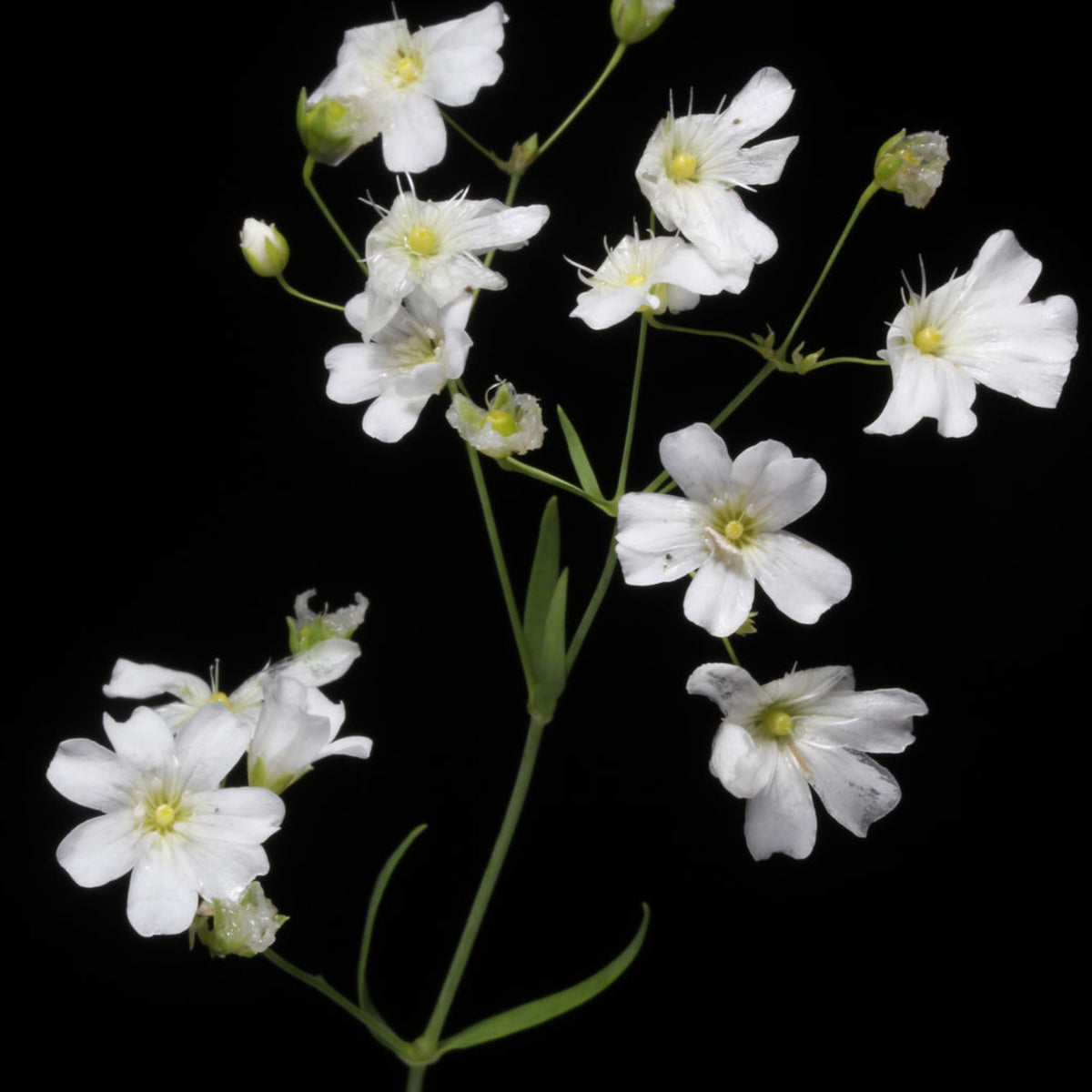 White Common Baby's Breath Seeds - Delicate Blooms, 30 seeds