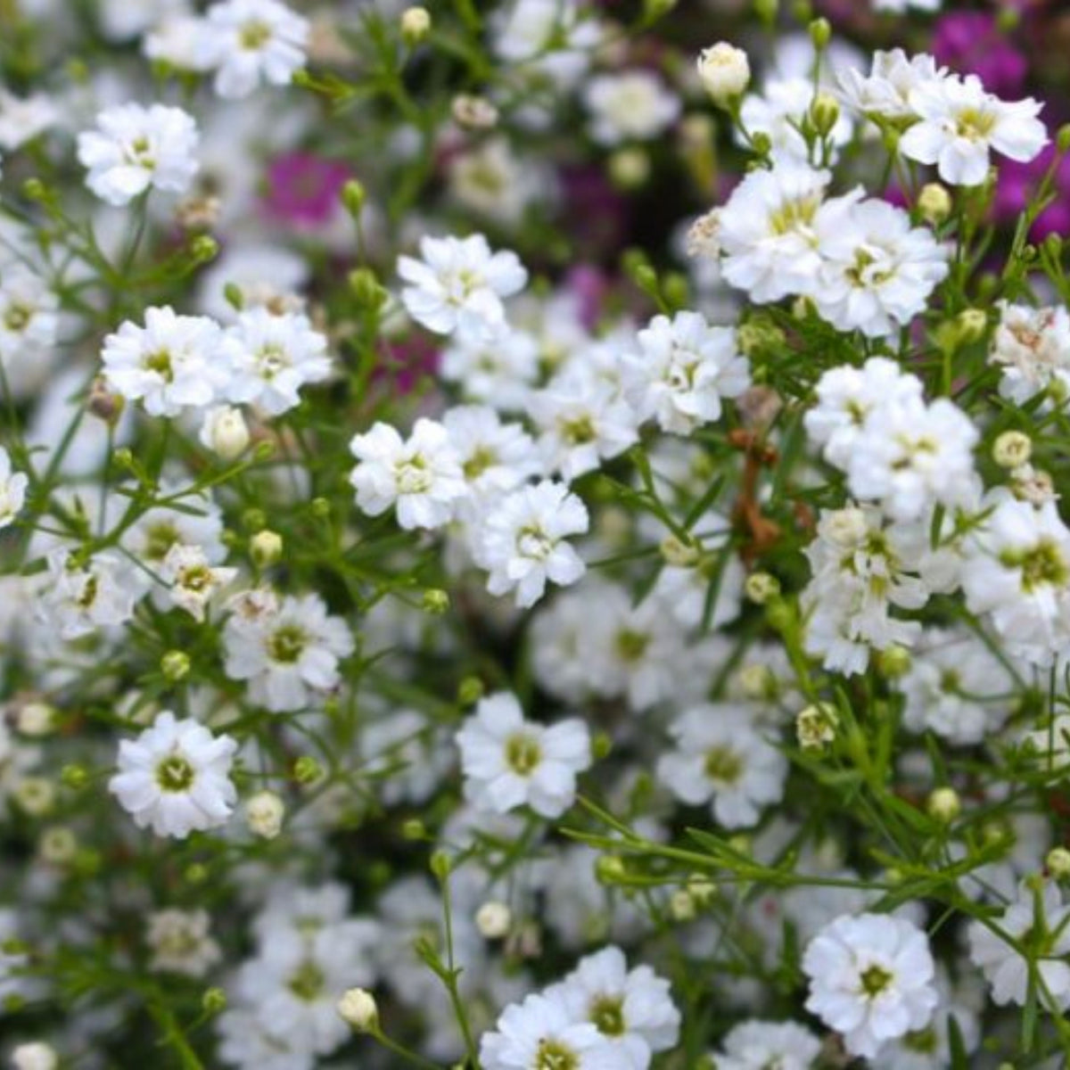 White Common Baby's Breath Seeds - Delicate Blooms, 30 seeds