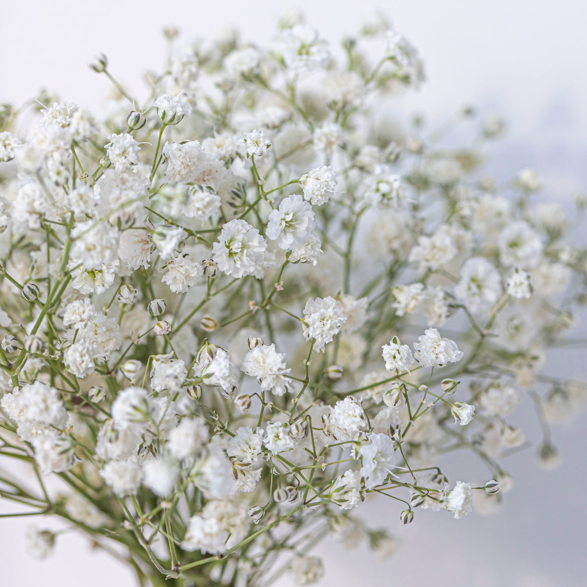 White Common Baby's Breath Seeds - Delicate Blooms, 30 seeds