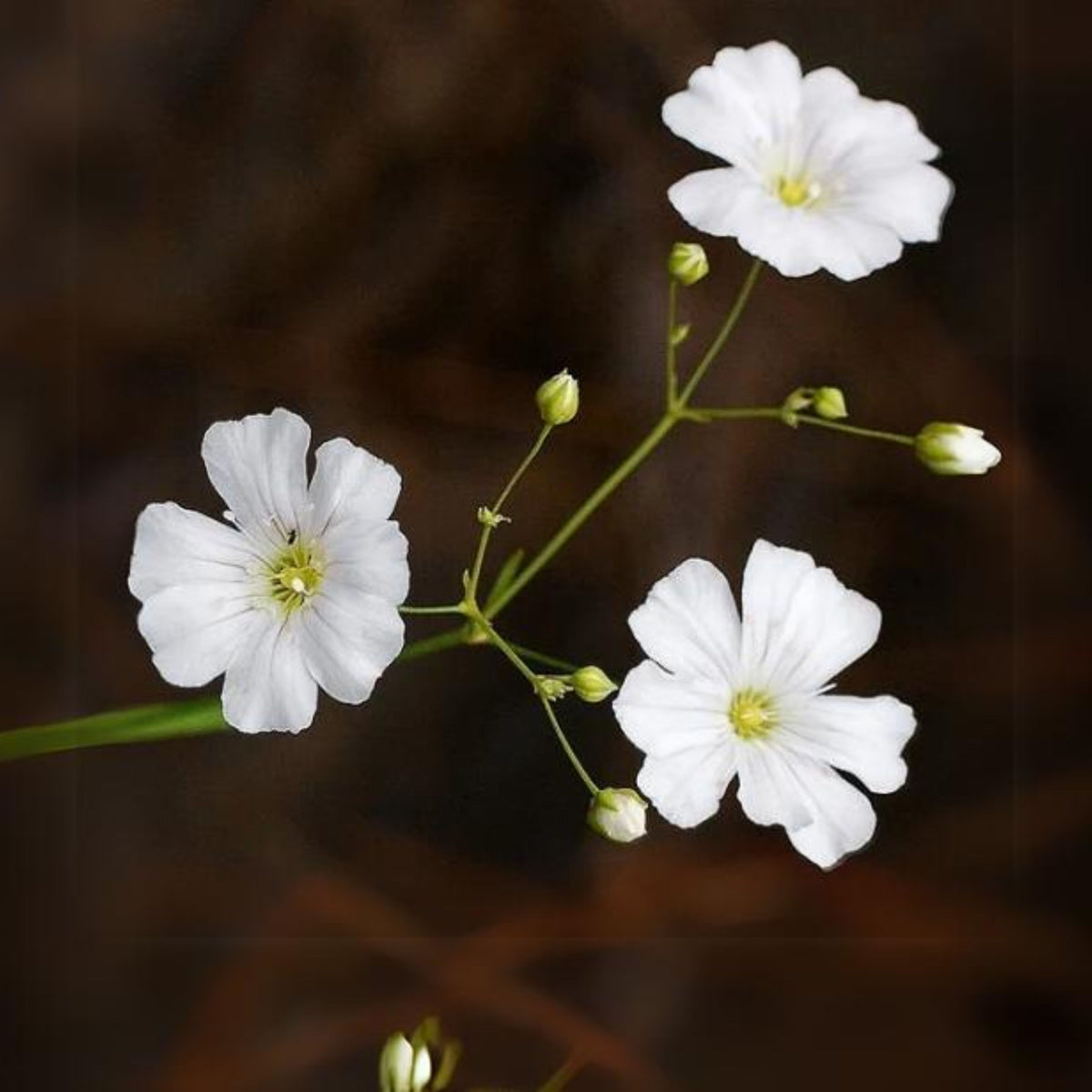 White Common Baby's Breath Seeds - Delicate Blooms, 30 seeds