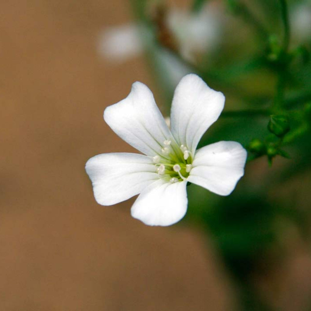 White Common Baby's Breath Seeds - Delicate Blooms, 30 seeds