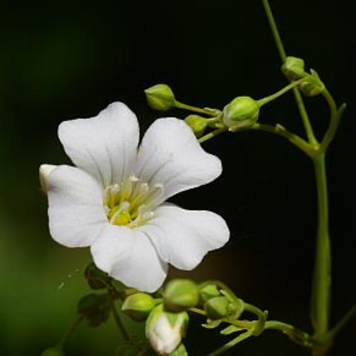 White Common Baby's Breath Seeds - Delicate Blooms, 30 seeds