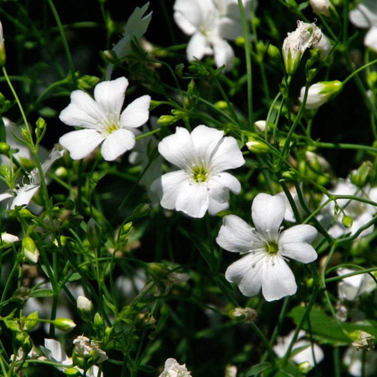 30s| White Common Baby's Breath - Gypsophila paniculata SeedsBaby’s Breath Seeds – Heirloom, Non-GMO, Delicate Blooms, Wedding Flowers, Easy to Grow Annual, Perfect for Flower Arrangements, Bouquets, Borders, and Pollinator Gardens#8012