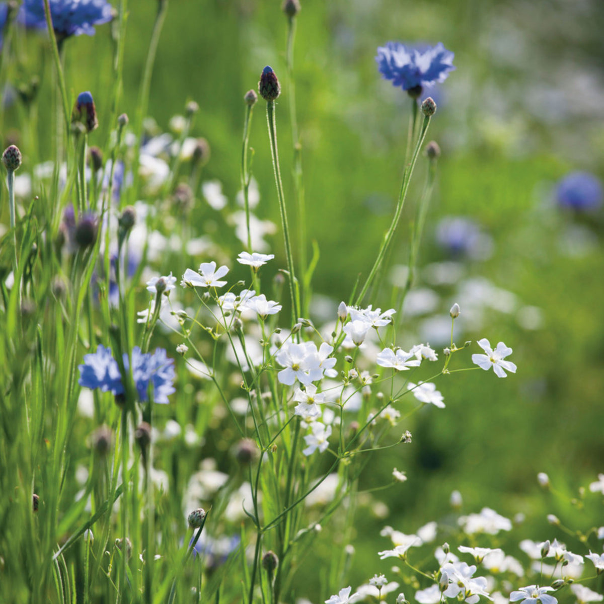White Common Baby's Breath Seeds - Delicate Blooms, 30 seeds