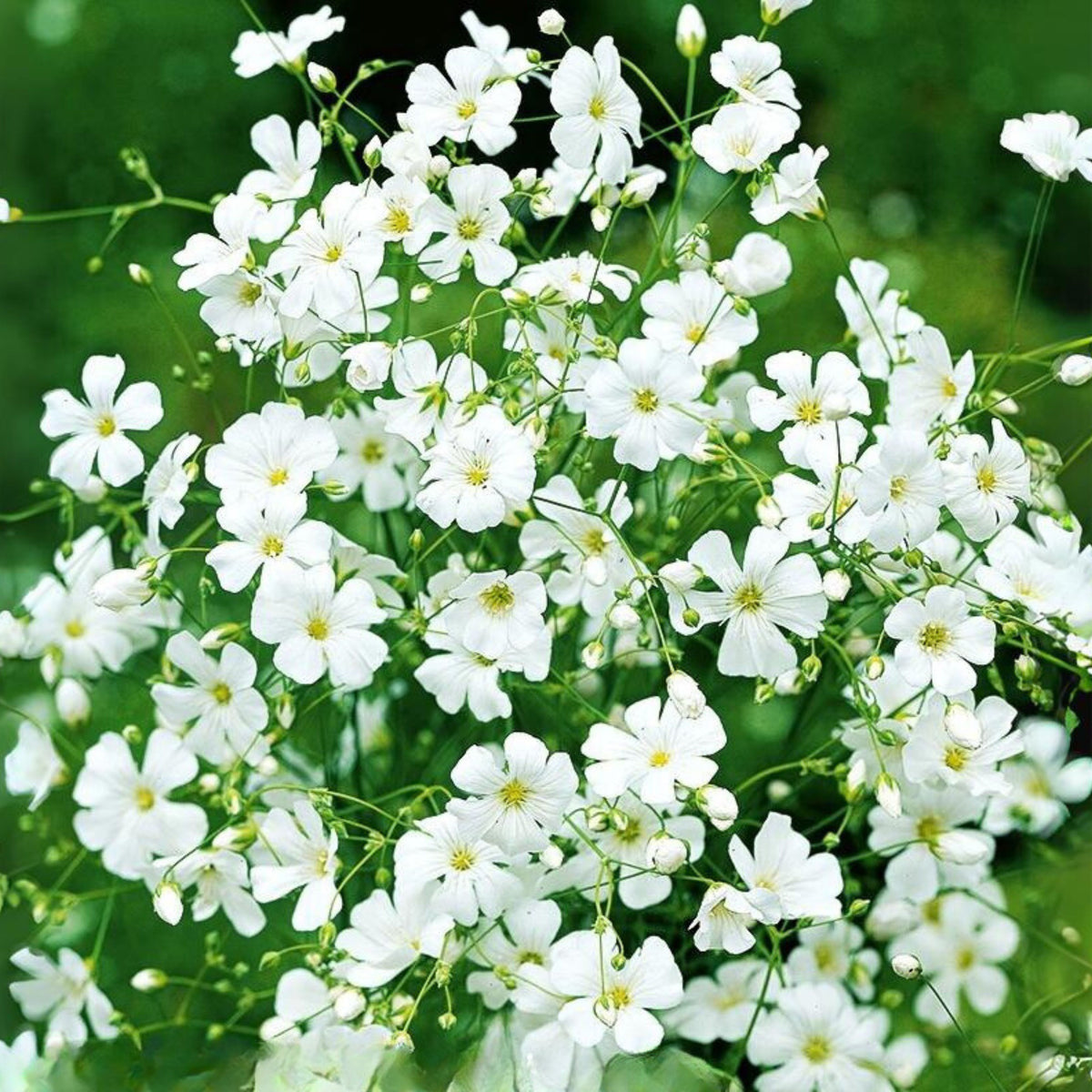 30s| White Common Baby's Breath - Gypsophila paniculata SeedsBaby’s Breath Seeds – Heirloom, Non-GMO, Delicate Blooms, Wedding Flowers, Easy to Grow Annual, Perfect for Flower Arrangements, Bouquets, Borders, and Pollinator Gardens#8012