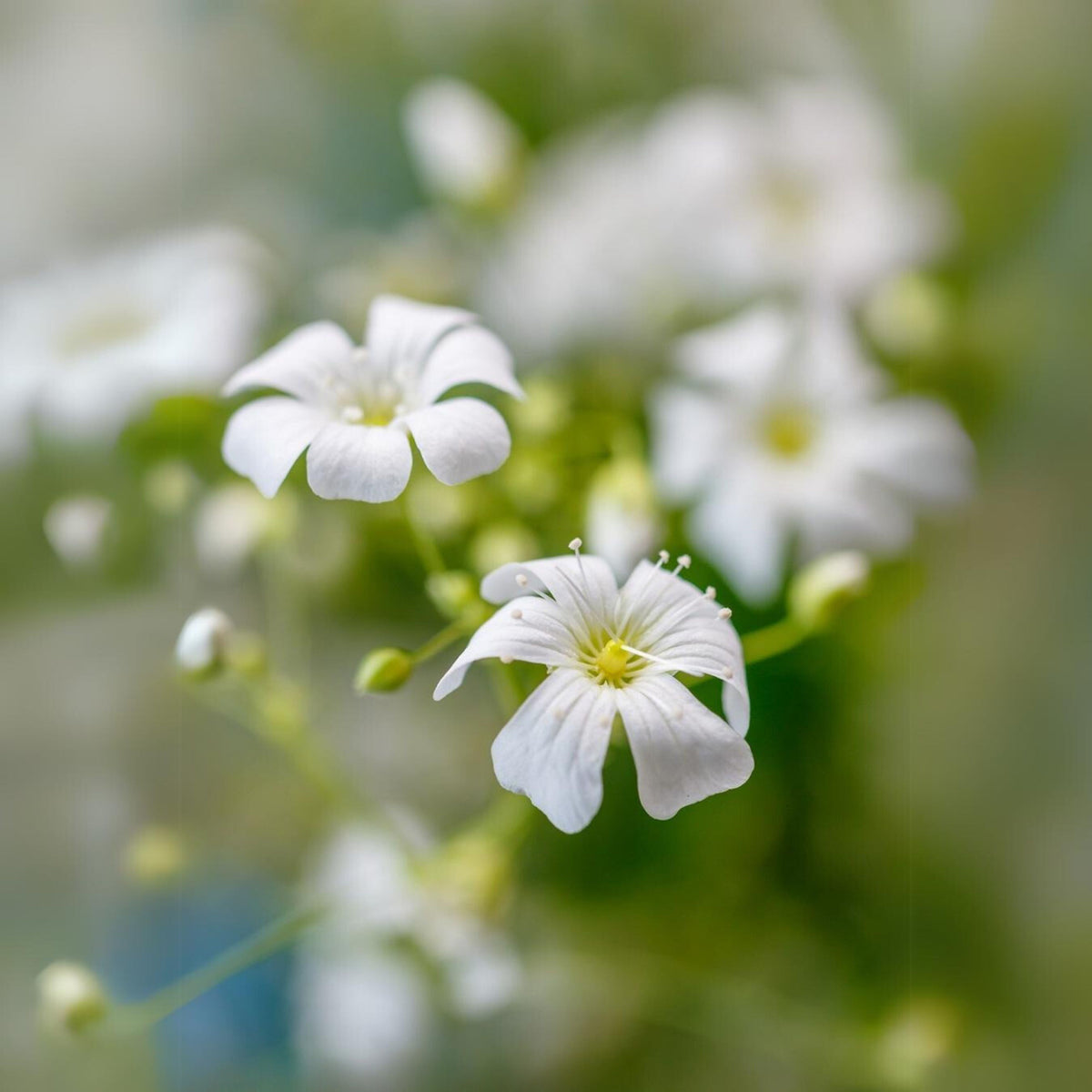 30s| White Common Baby's Breath - Gypsophila paniculata SeedsBaby’s Breath Seeds – Heirloom, Non-GMO, Delicate Blooms, Wedding Flowers, Easy to Grow Annual, Perfect for Flower Arrangements, Bouquets, Borders, and Pollinator Gardens#8012