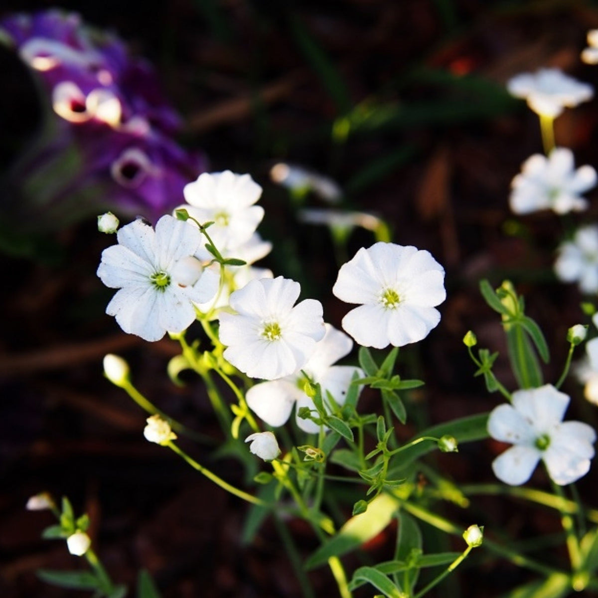 White Common Baby's Breath Seeds - Delicate Blooms, 30 seeds
