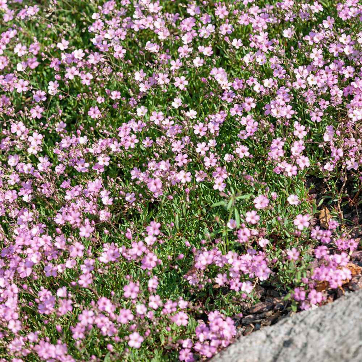Light Pink Annual Baby's Breath Seeds - Delicate Blooms, 30 seeds