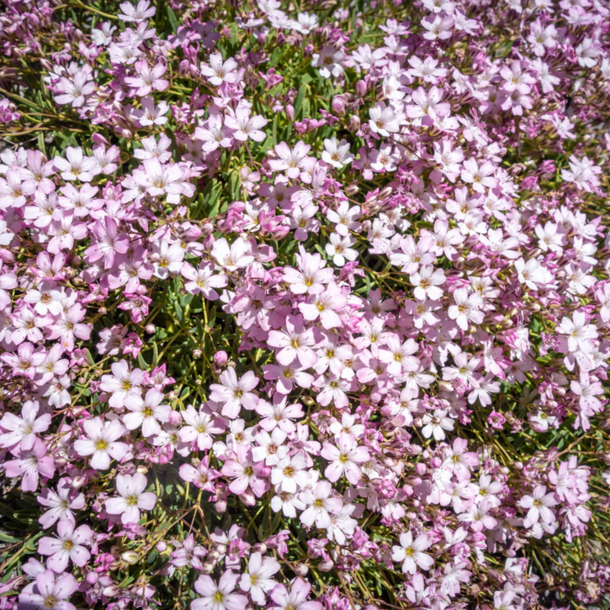 Light Pink Annual Baby's Breath Seeds - Delicate Blooms, 30 seeds