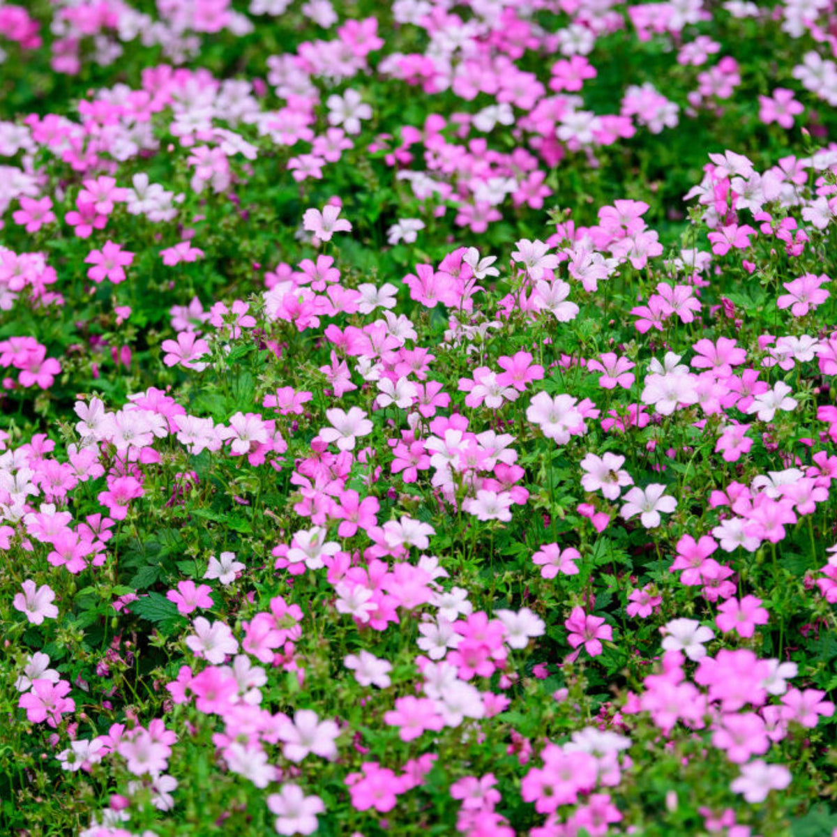 Light Pink Annual Baby's Breath Seeds - Delicate Blooms, 30 seeds