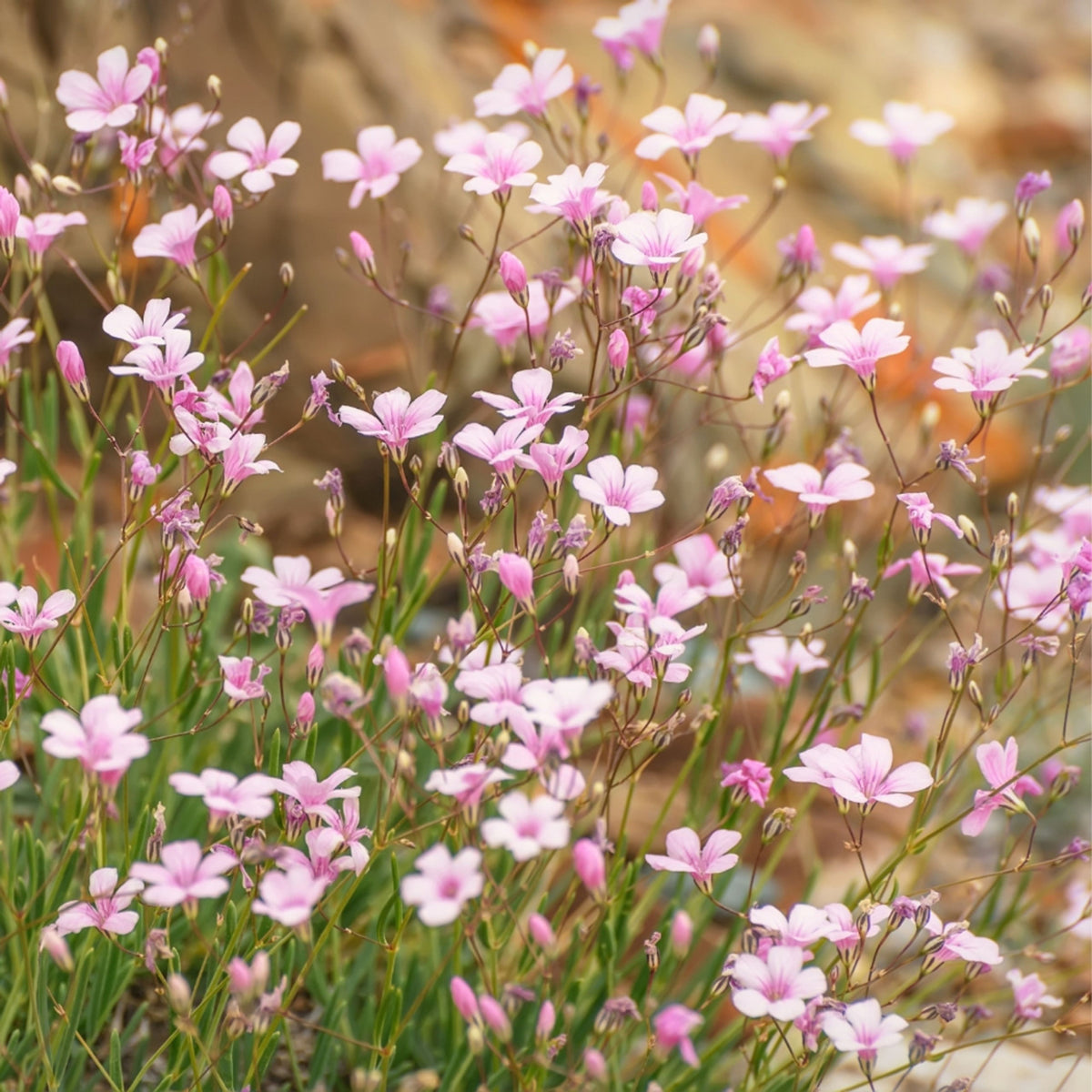 Light Pink Annual Baby's Breath Seeds - Delicate Blooms, 30 seeds