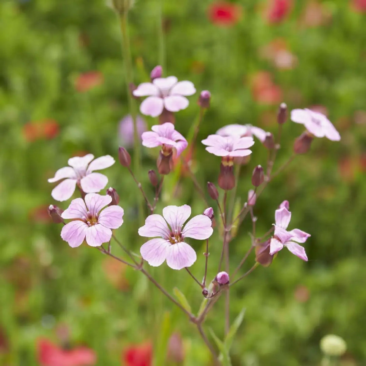 30s| Light Pink Annual Baby's Breath Seeds - Gypsophila elegansBaby’s Breath Seeds – Heirloom, Non-GMO, Delicate Blooms, Wedding Flowers, Easy to Grow Annual, Perfect for Flower Arrangements, Bouquets, Borders, and Pollinator Gardens#8013