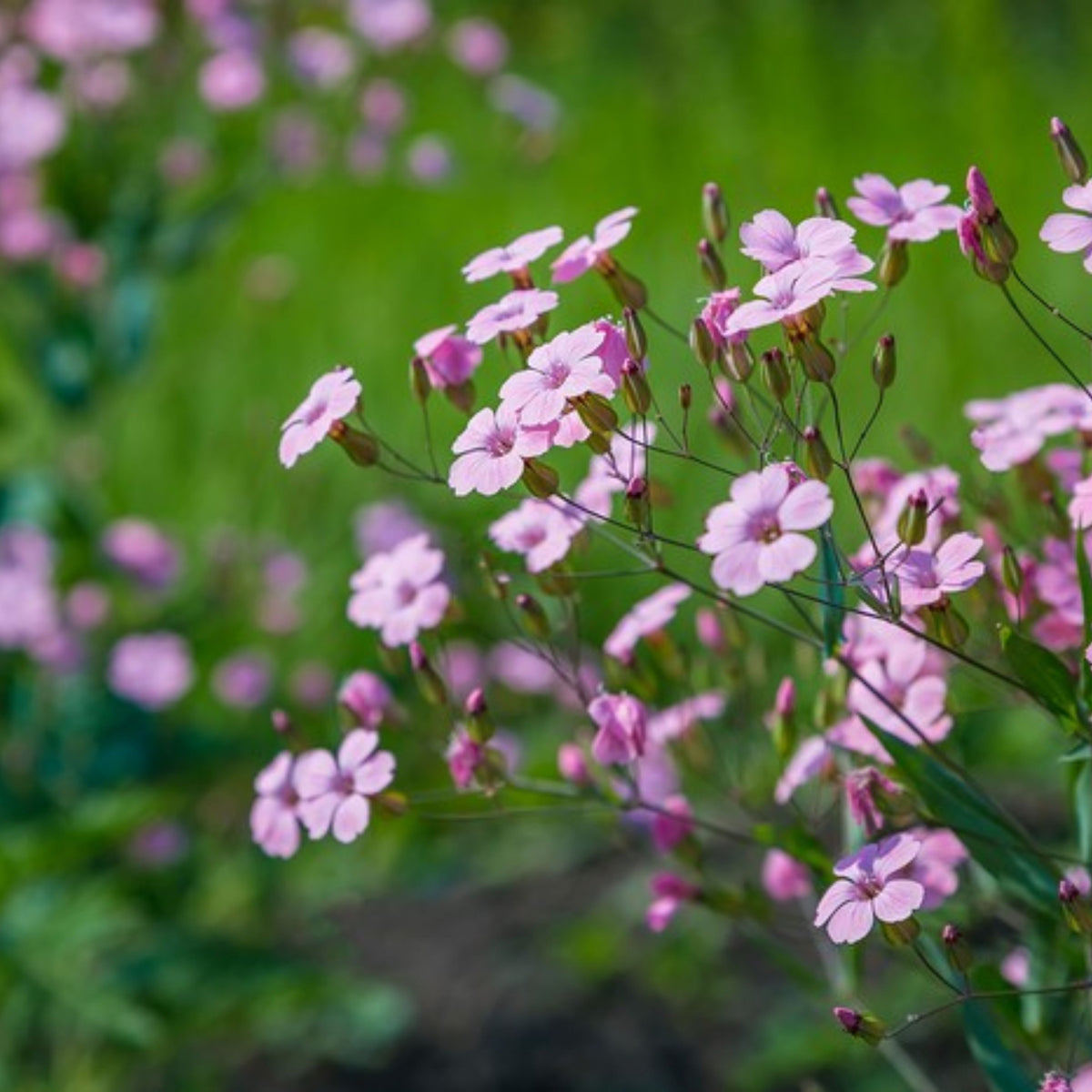 Light Pink Annual Baby's Breath Seeds - Delicate Blooms, 30 seeds