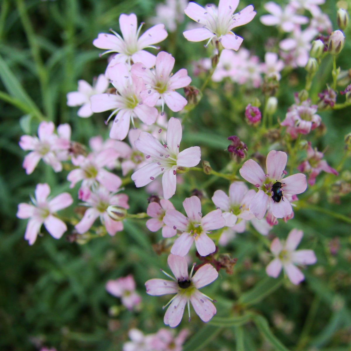 30s| Light Pink Annual Baby's Breath Seeds - Gypsophila elegansBaby’s Breath Seeds – Heirloom, Non-GMO, Delicate Blooms, Wedding Flowers, Easy to Grow Annual, Perfect for Flower Arrangements, Bouquets, Borders, and Pollinator Gardens#8013