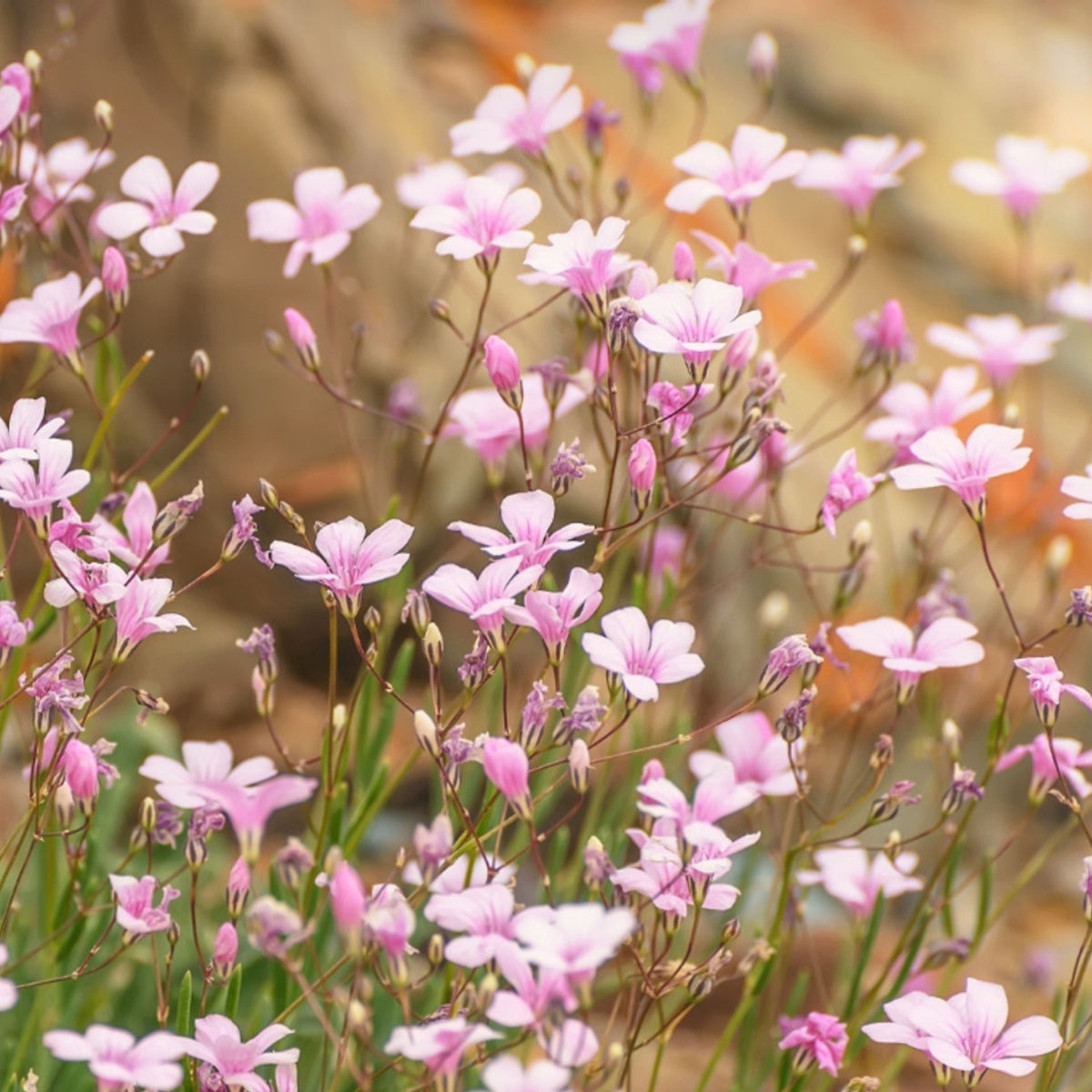 Light Pink Annual Baby's Breath Seeds - Delicate Blooms, 30 seeds