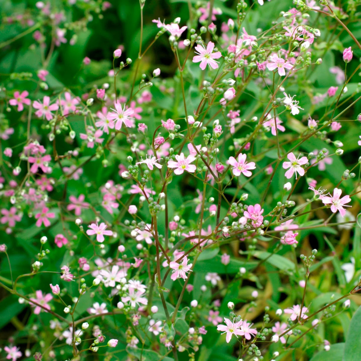 30s| Light Pink Annual Baby's Breath Seeds - Gypsophila elegansBaby’s Breath Seeds – Heirloom, Non-GMO, Delicate Blooms, Wedding Flowers, Easy to Grow Annual, Perfect for Flower Arrangements, Bouquets, Borders, and Pollinator Gardens#8013