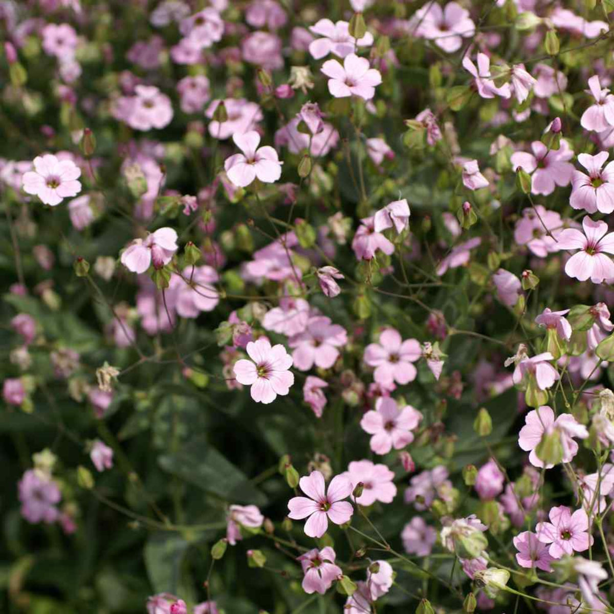 Light Pink Annual Baby's Breath Seeds - Delicate Blooms, 30 seeds