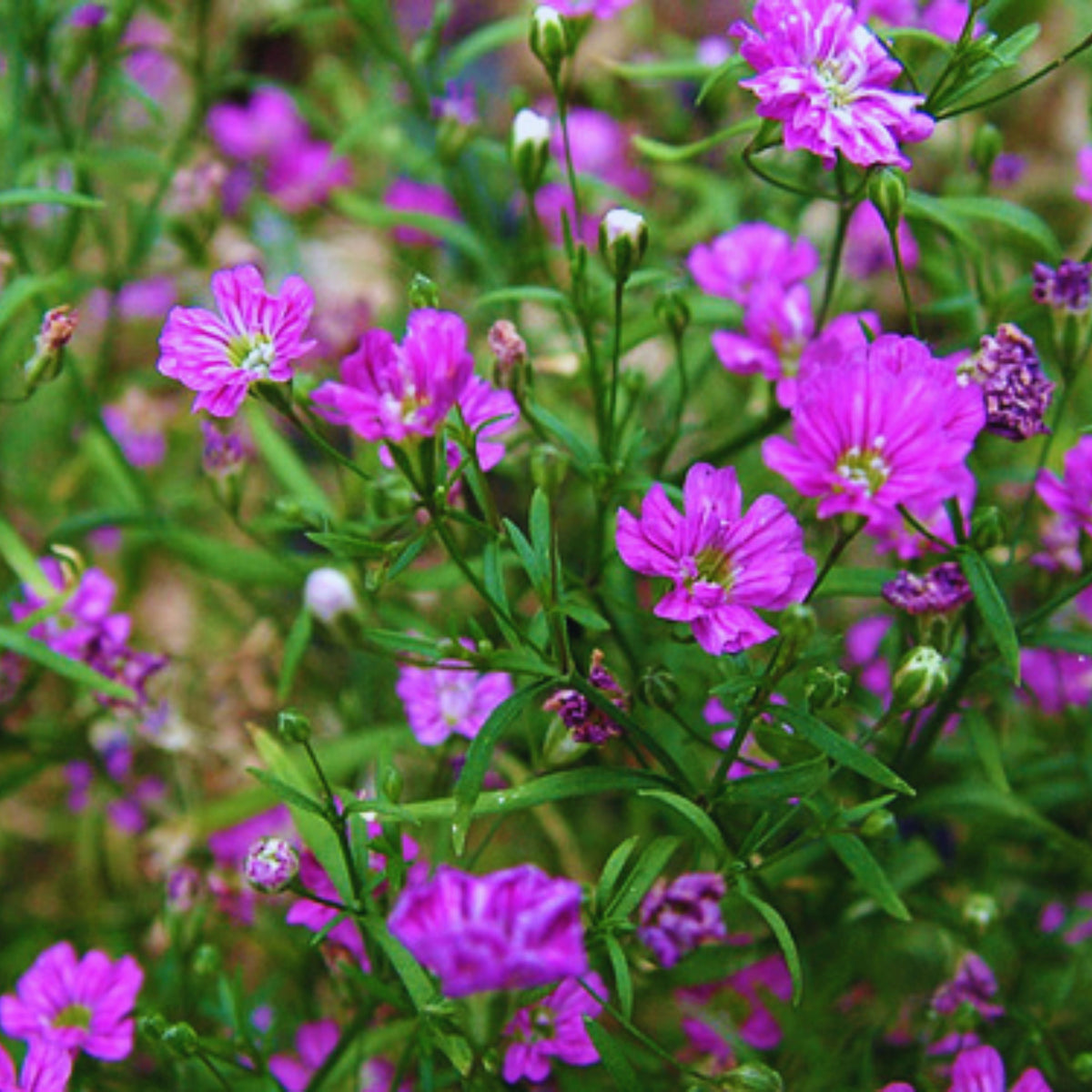 Light Purple Annual Baby's Breath Seeds - Delicate Blooms, 30 seeds