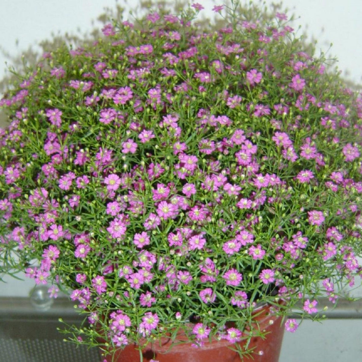 30s| Light Purple Annual Baby's Breath Seeds - Gypsophila elegansBaby’s Breath Seeds – Heirloom, Non-GMO, Delicate Blooms, Wedding Flowers, Easy to Grow Annual, Perfect for Flower Arrangements, Bouquets, Borders, and Pollinator Gardens#8014