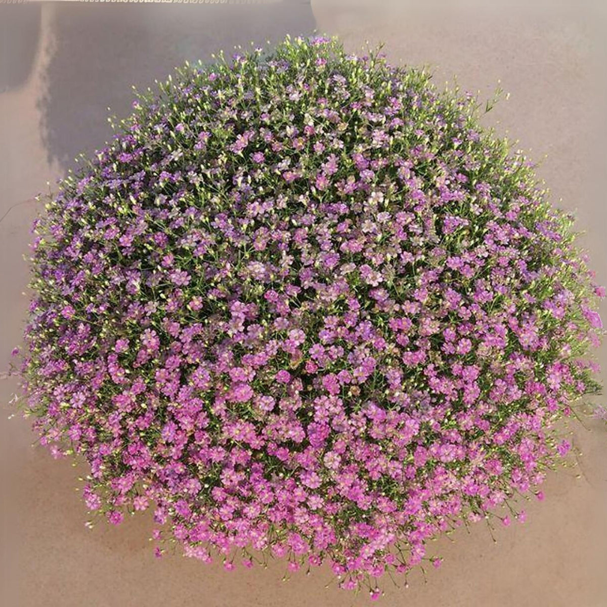30s| Light Purple Annual Baby's Breath Seeds - Gypsophila elegansBaby’s Breath Seeds – Heirloom, Non-GMO, Delicate Blooms, Wedding Flowers, Easy to Grow Annual, Perfect for Flower Arrangements, Bouquets, Borders, and Pollinator Gardens#8014