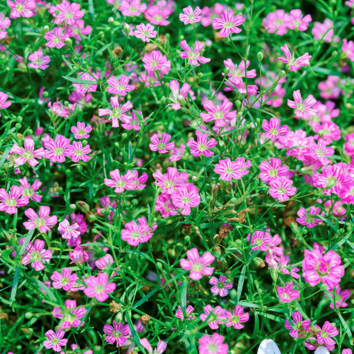 30s| Light Purple Annual Baby's Breath Seeds - Gypsophila elegansBaby’s Breath Seeds – Heirloom, Non-GMO, Delicate Blooms, Wedding Flowers, Easy to Grow Annual, Perfect for Flower Arrangements, Bouquets, Borders, and Pollinator Gardens#8014