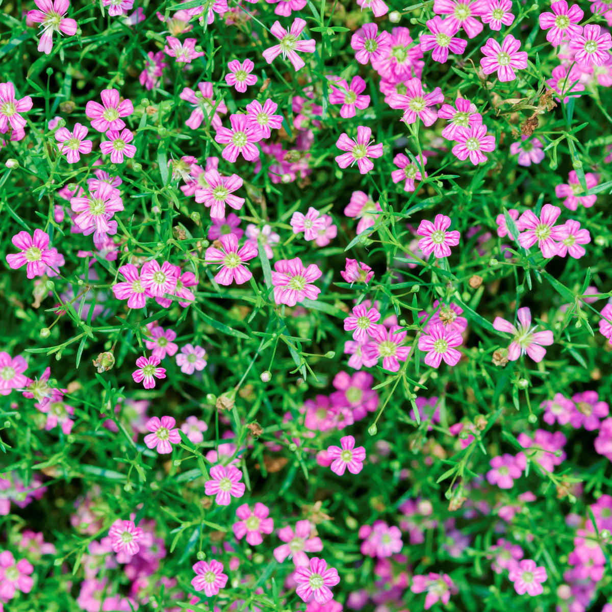 30s| Light Purple Annual Baby's Breath Seeds - Gypsophila elegansBaby’s Breath Seeds – Heirloom, Non-GMO, Delicate Blooms, Wedding Flowers, Easy to Grow Annual, Perfect for Flower Arrangements, Bouquets, Borders, and Pollinator Gardens#8014