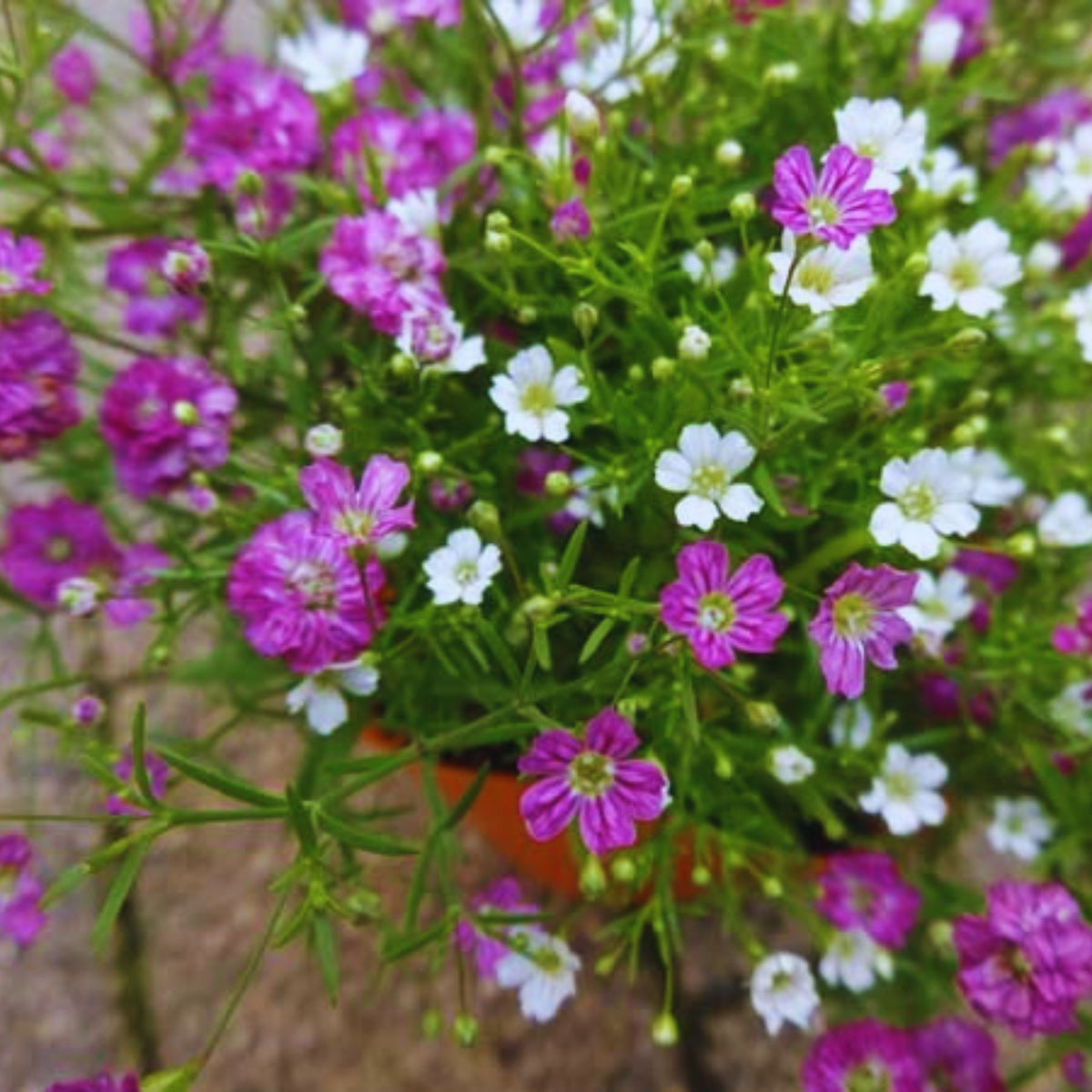 30s| Light Purple Annual Baby's Breath Seeds - Gypsophila elegansBaby’s Breath Seeds – Heirloom, Non-GMO, Delicate Blooms, Wedding Flowers, Easy to Grow Annual, Perfect for Flower Arrangements, Bouquets, Borders, and Pollinator Gardens#8014