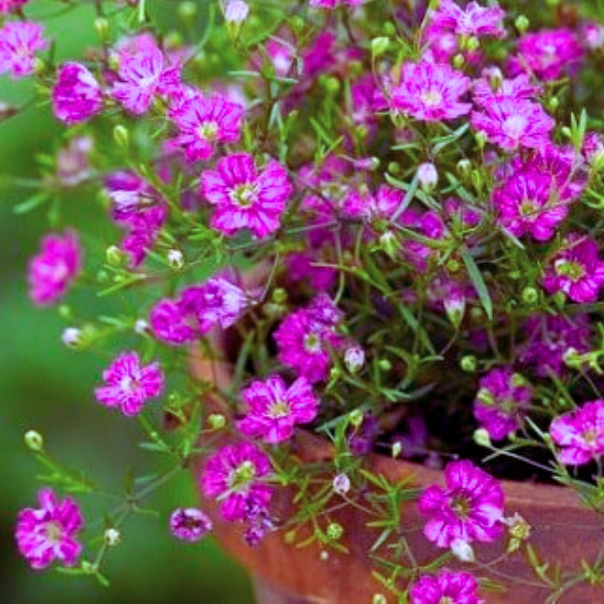 30s| Light Purple Annual Baby's Breath Seeds - Gypsophila elegansBaby’s Breath Seeds – Heirloom, Non-GMO, Delicate Blooms, Wedding Flowers, Easy to Grow Annual, Perfect for Flower Arrangements, Bouquets, Borders, and Pollinator Gardens#8014