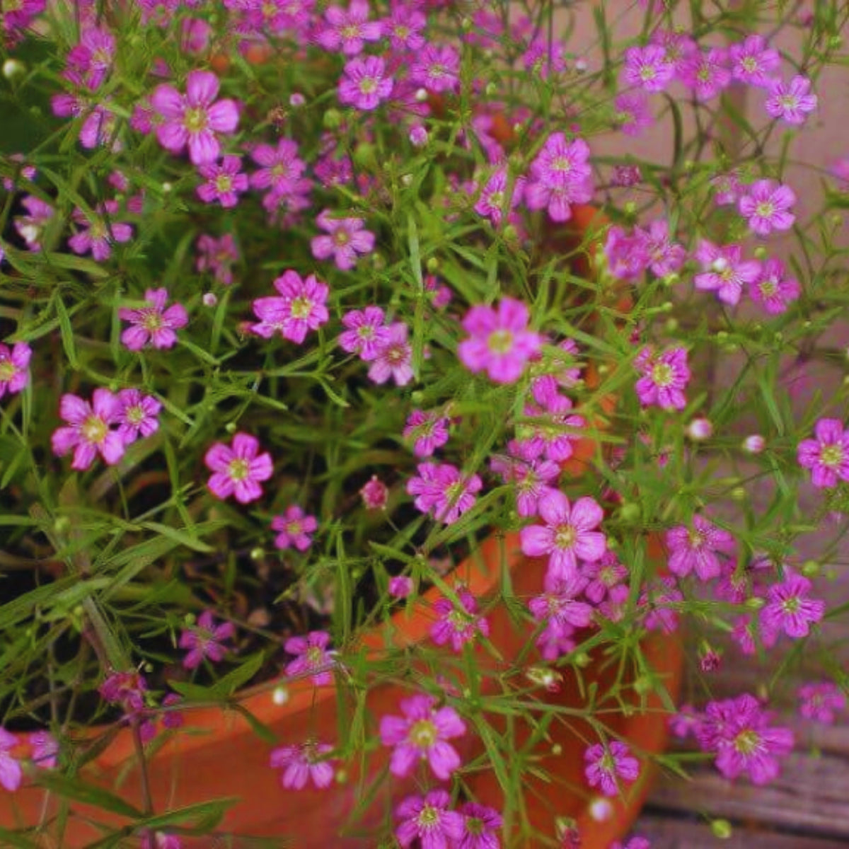 30s| Light Purple Annual Baby's Breath Seeds - Gypsophila elegansBaby’s Breath Seeds – Heirloom, Non-GMO, Delicate Blooms, Wedding Flowers, Easy to Grow Annual, Perfect for Flower Arrangements, Bouquets, Borders, and Pollinator Gardens#8014