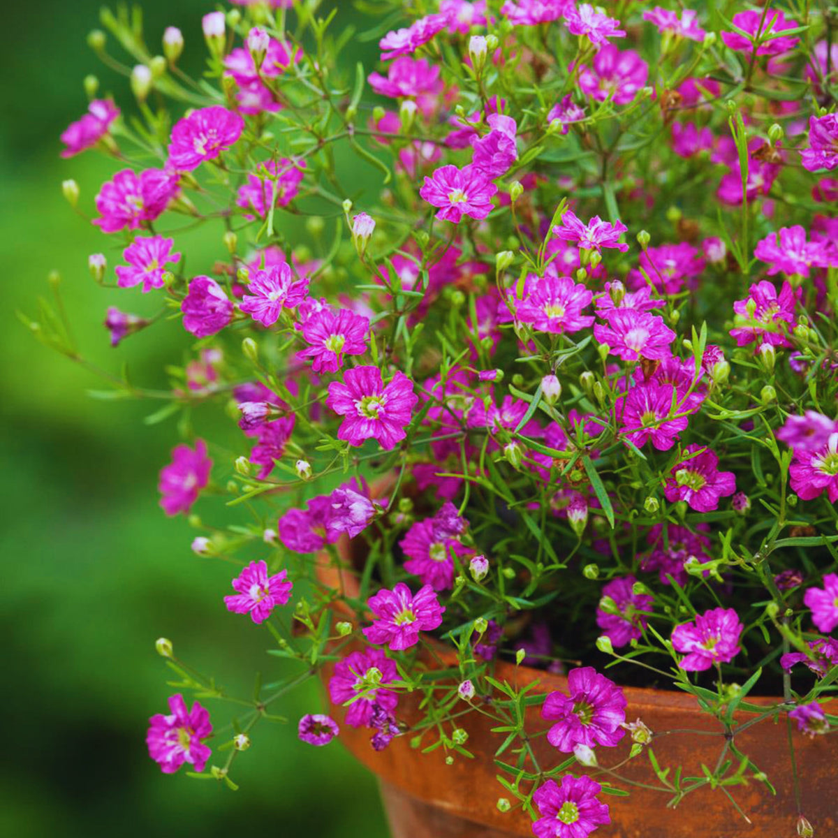 30s| Light Purple Annual Baby's Breath Seeds - Gypsophila elegansBaby’s Breath Seeds – Heirloom, Non-GMO, Delicate Blooms, Wedding Flowers, Easy to Grow Annual, Perfect for Flower Arrangements, Bouquets, Borders, and Pollinator Gardens#8014