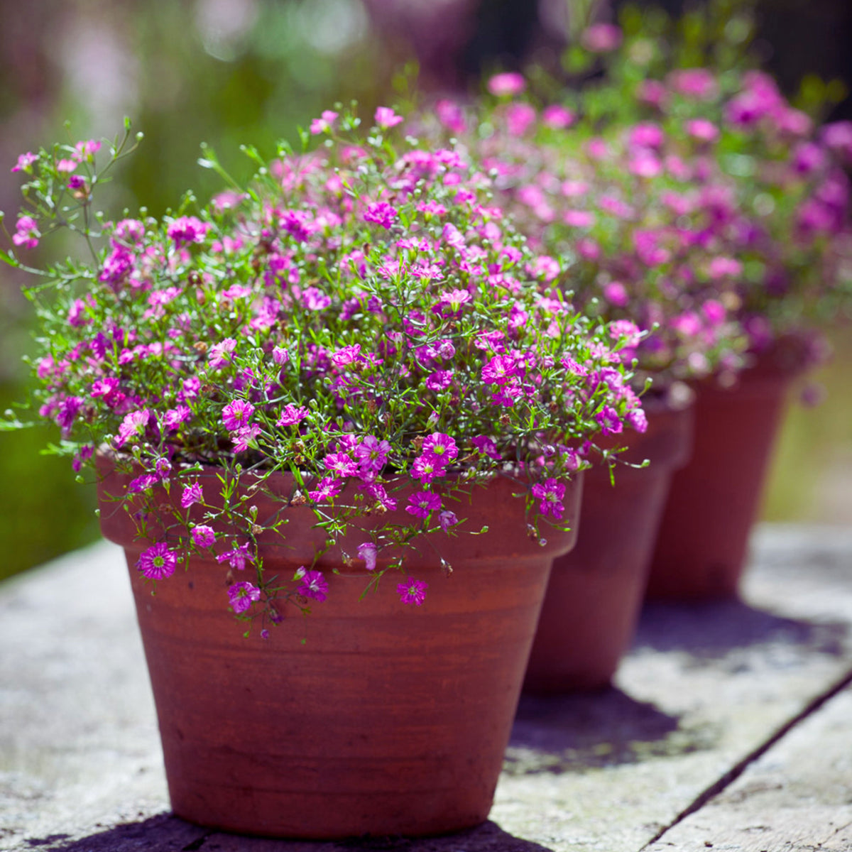 Light Purple Annual Baby's Breath Seeds - Delicate Blooms, 30 seeds