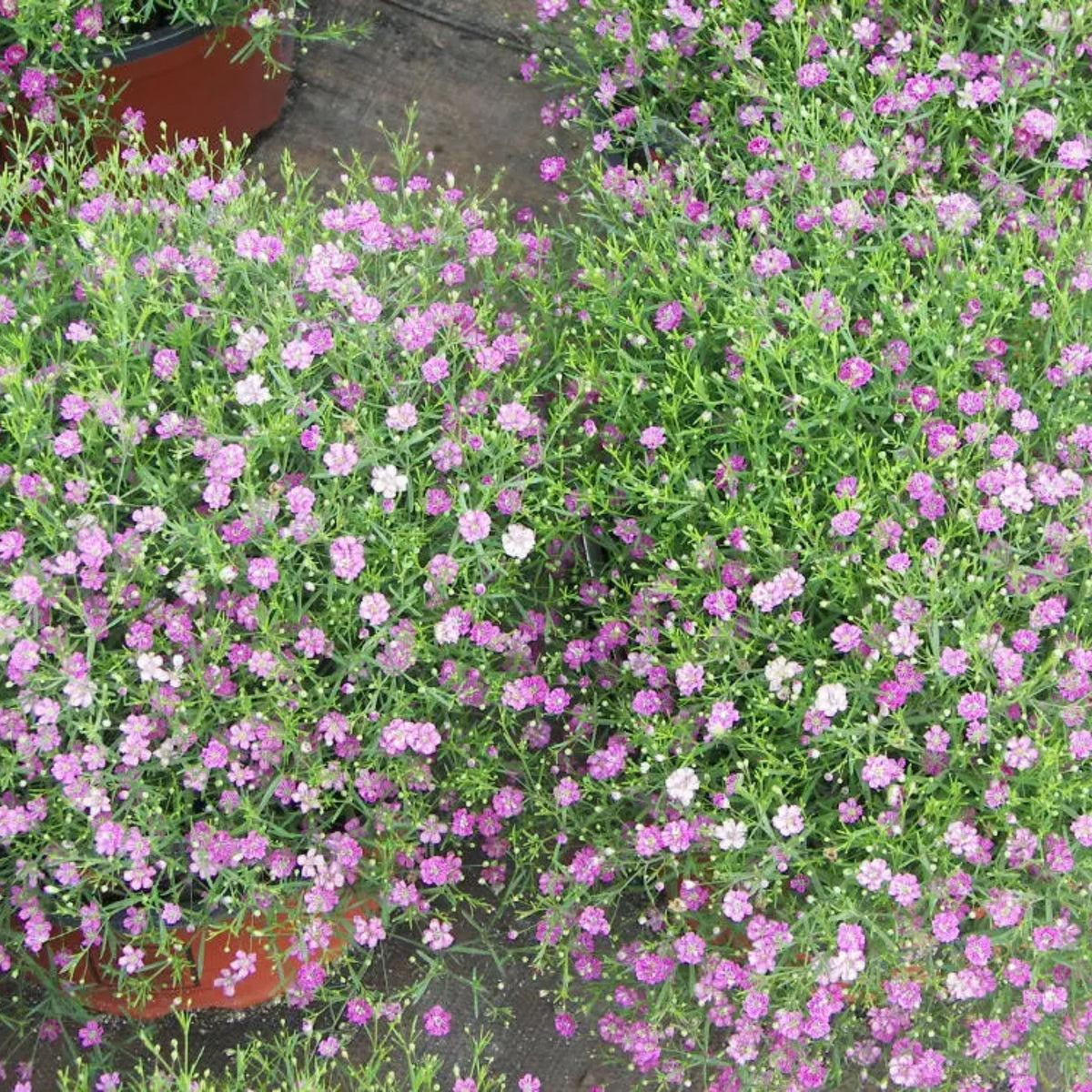 30s| Light Purple Annual Baby's Breath Seeds - Gypsophila elegansBaby’s Breath Seeds – Heirloom, Non-GMO, Delicate Blooms, Wedding Flowers, Easy to Grow Annual, Perfect for Flower Arrangements, Bouquets, Borders, and Pollinator Gardens#8014