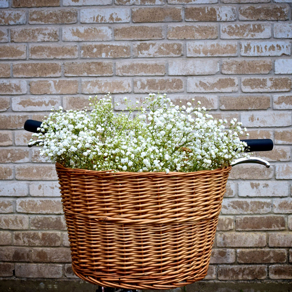30s| White Creeping Baby's Breath Seeds - Gypsophila repensBaby’s Breath Seeds – Heirloom, Non-GMO, Delicate Blooms, Wedding Flowers, Easy to Grow Annual, Perfect for Flower Arrangements, Bouquets, Borders, and Pollinator Gardens#8015