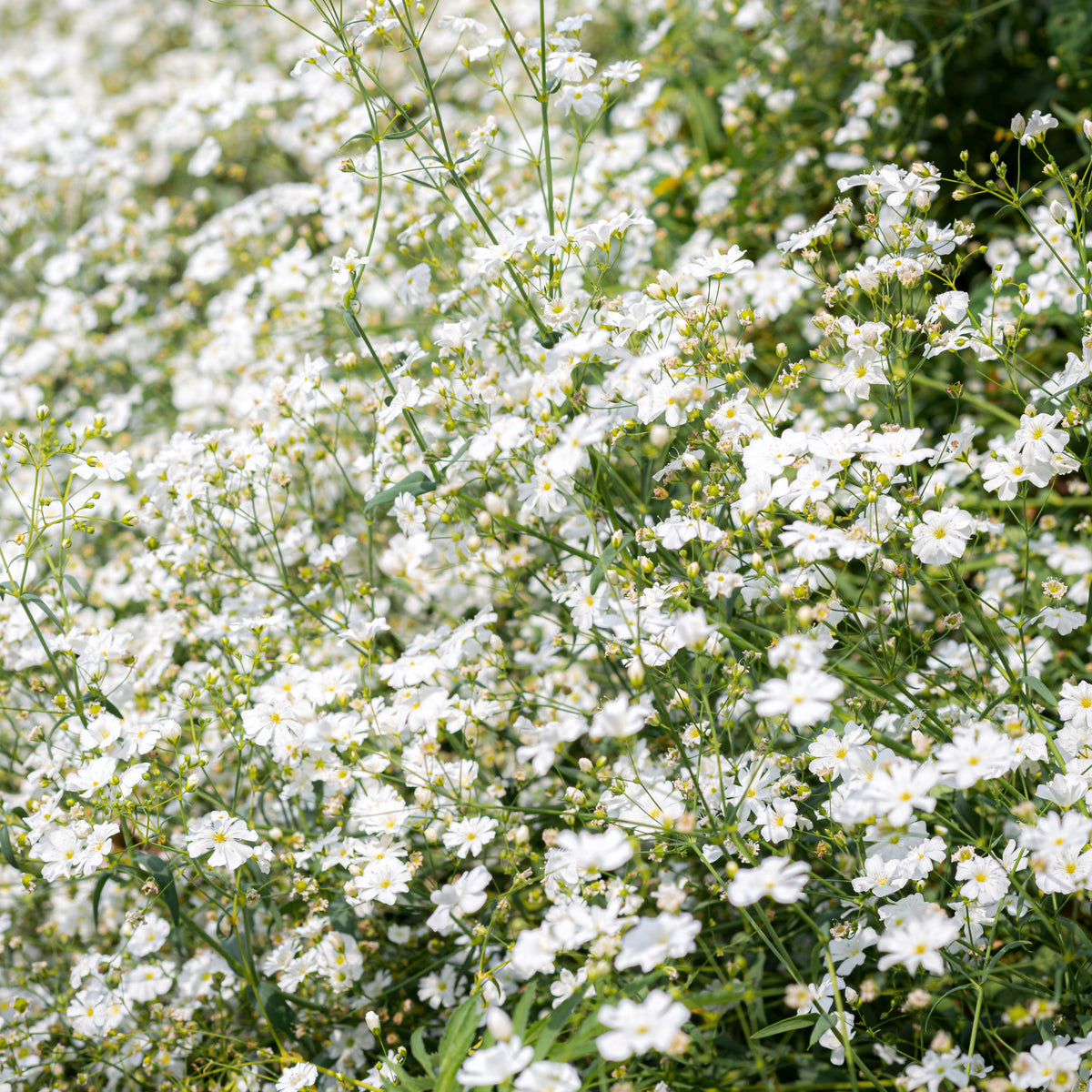 30s| White Creeping Baby's Breath Seeds - Gypsophila repensBaby’s Breath Seeds – Heirloom, Non-GMO, Delicate Blooms, Wedding Flowers, Easy to Grow Annual, Perfect for Flower Arrangements, Bouquets, Borders, and Pollinator Gardens#8015
