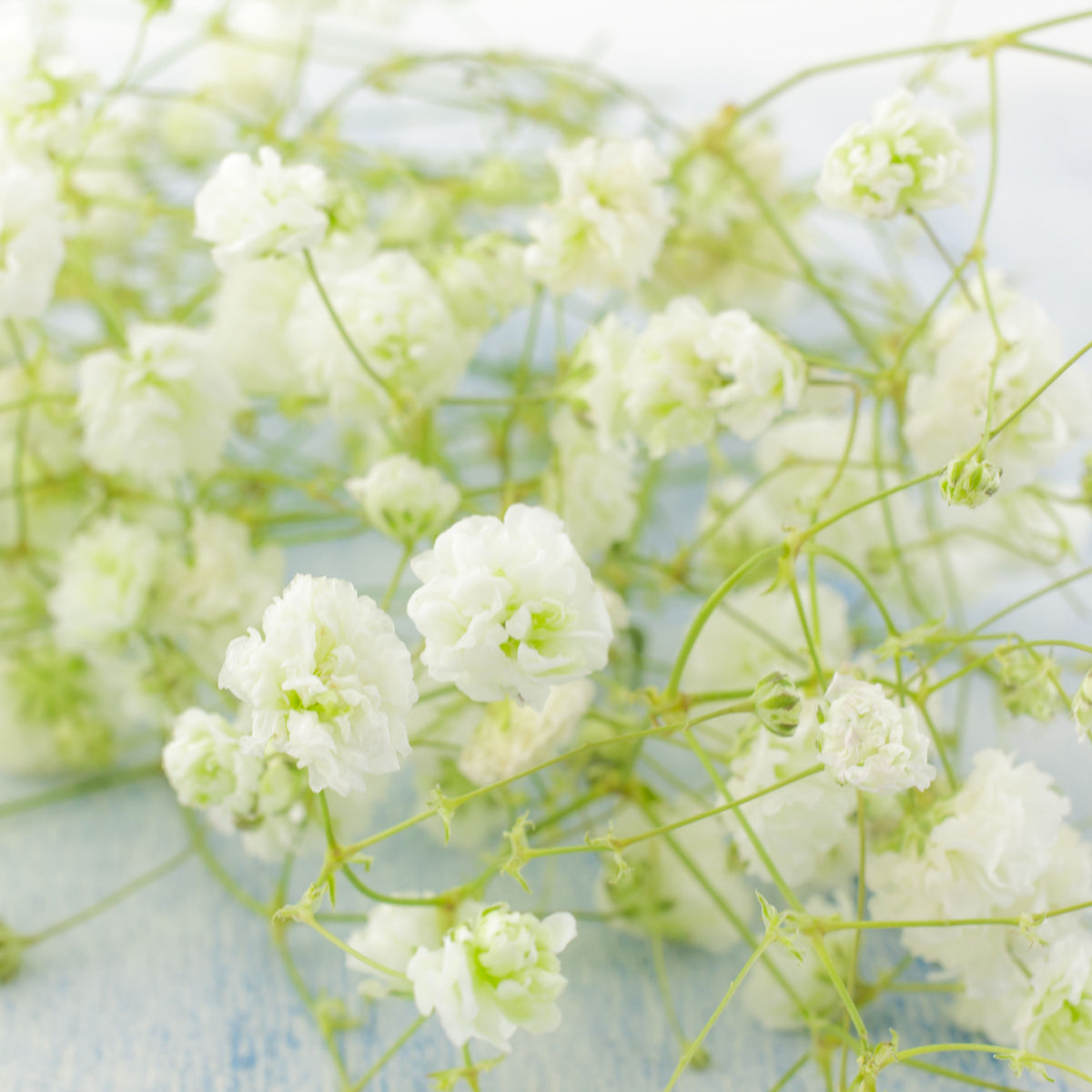 30s| White Creeping Baby's Breath Seeds - Gypsophila repensBaby’s Breath Seeds – Heirloom, Non-GMO, Delicate Blooms, Wedding Flowers, Easy to Grow Annual, Perfect for Flower Arrangements, Bouquets, Borders, and Pollinator Gardens#8015
